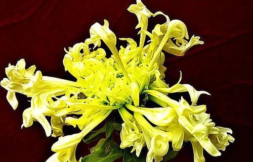 『绚丽多姿』喜欢玫瑰,不如养盆“优良名菊”,似高昂鹿角,花开绚丽多姿美丽