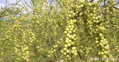 这野果农民每年都会去摘，却从来都不舍得吃，这是为何