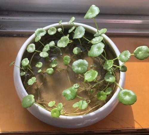 「铜钱」养铜钱草，教你“高效爆盆”法，全部“剪光光”，30天撑爆花盆