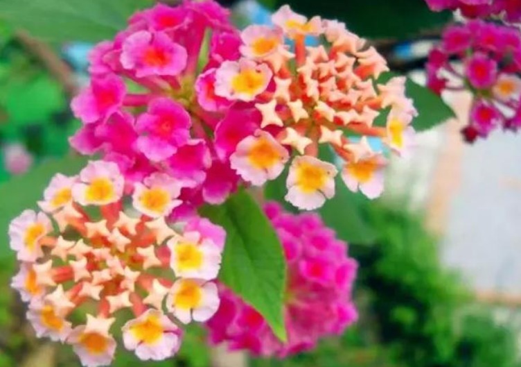 家中|五色梅,一花开多色,一年四季开不断,养在家中太棒了!