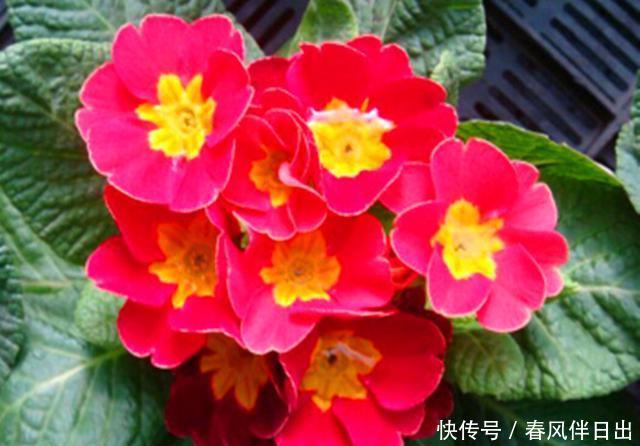  [冬季]它是世界上非常流行的冬季盆花，养护好元旦春节都可看花，真美