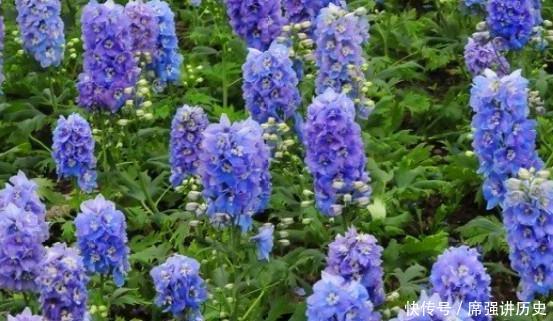 「款花」厕所异味重该怎么办盆栽3款花“专治”它,让家里更上档次