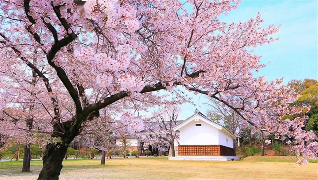  「美景」善游美景 | 樱花-京都的春日风物诗（高清HD）