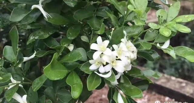  『蔬菜种植』养花种树，也栽菜！