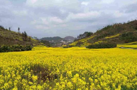  【红叶李】这6种植物，一到春天满树繁花，路过花瓣都能落头上！
