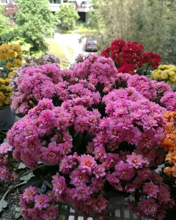  【发芽】5种花太贵，别花“冤枉钱”，剪片叶子丢盆里，20天生根发芽！