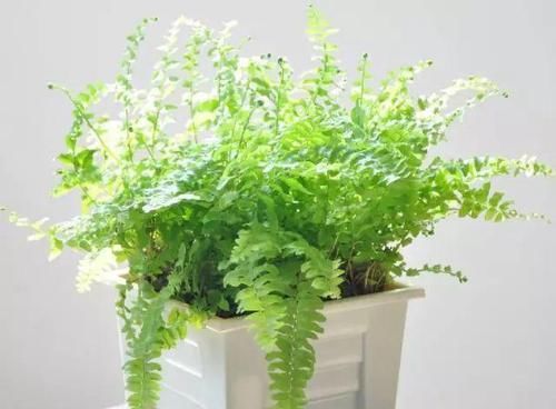  『植物』最适合放在卫生间的10种植物，赶紧养一盆吧！