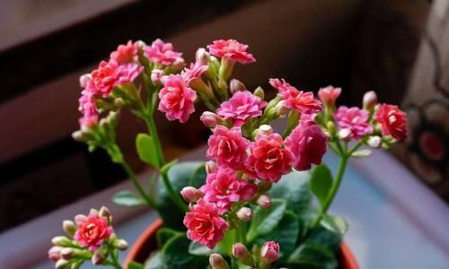 『绿萝』长寿花养护简单,适合做桌面植物,花色艳丽,连绿叶都比绿萝好看