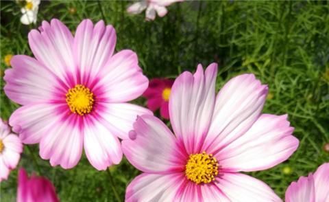 『开花』1种花耐旱好养,盆盆开花旺,养在阳台变“花海”