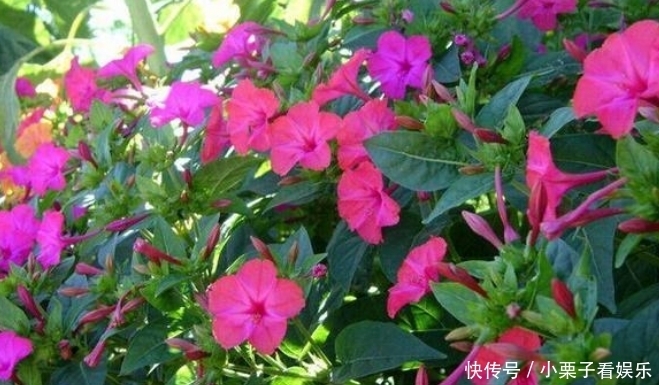  『寓意』花期时间比较长的4种花，寓意“仕途长长久久”，很多人已经在养