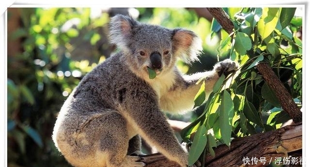 澳大利亚发生火灾的地方