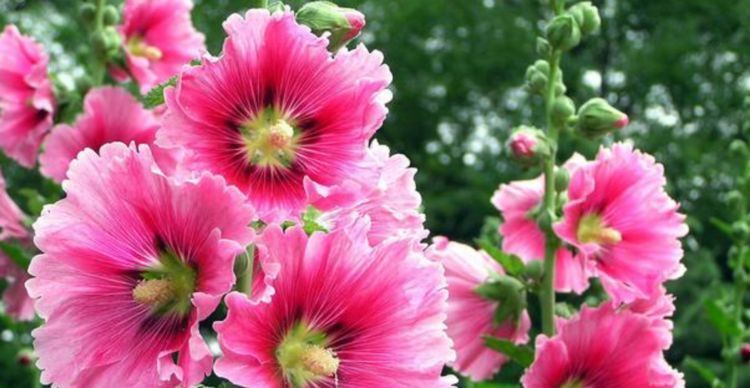  「能开成」“这种花”太牛了，1枝花茎开出50朵花，有太阳就能开成花海！