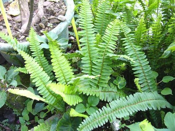  「识货」农村一果子名叫“凤凰蛋”过去农民不识货，如今却很珍