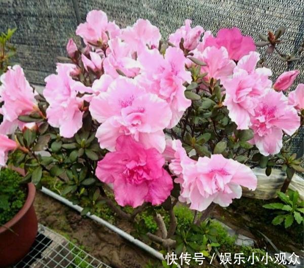 #开爆#大叔一盆杜鹃养6年,花开爆盆太美丽,大家都问他给花喂了啥