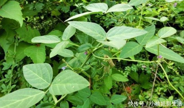  农民|农村随处可见的一杂草，农民恨不得将其除掉，原来是二级保