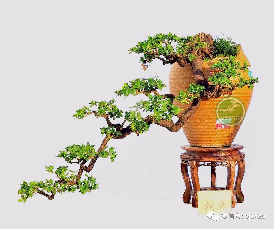 这种盆景枝繁叶茂，终年不谢！