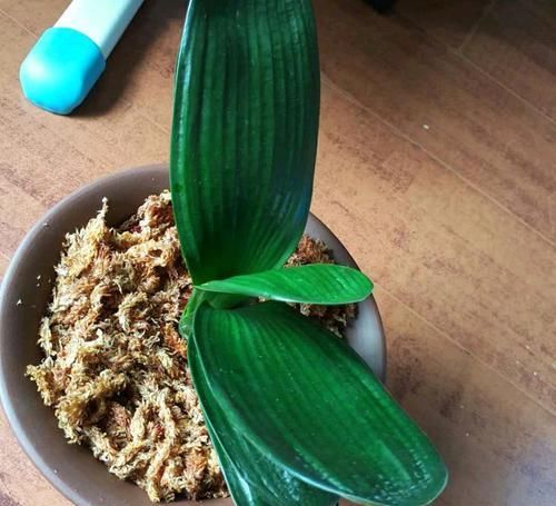 发根:烂根的君子兰水苔捂一捂,发根很轻松,只需3个月,小白根爆盆