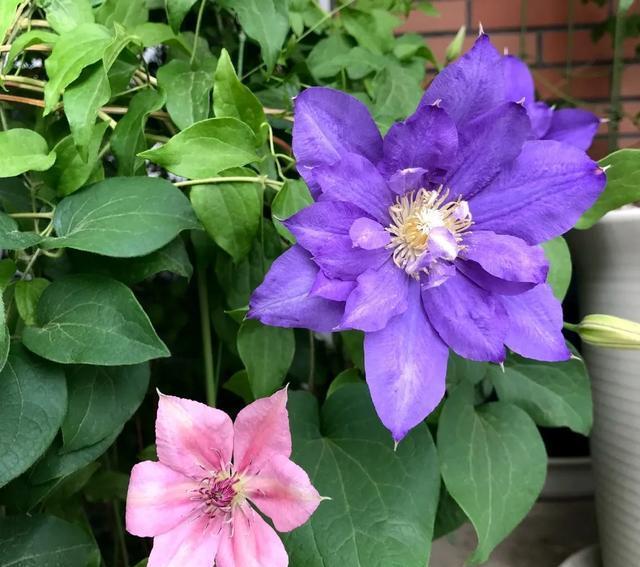 #图片作者#有一颗爱花的心,就算只有个封闭小阳台,也能养出一片花海!
