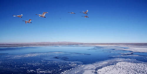 为什么青海湖景色这么优美，湖中的生物却如此稀少？