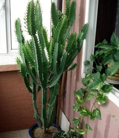  『植物』“一种植物”虽然长相不好，但净化空气一级棒，关键能“去煞气”