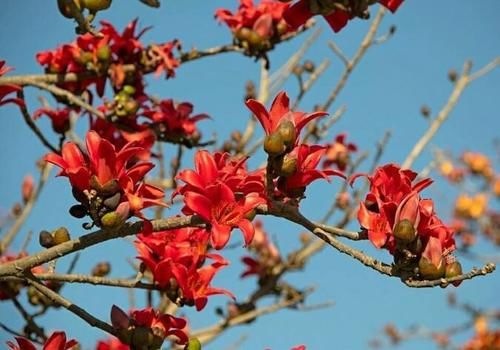  「为它」木棉花开花巴掌大，一树能开几百朵，折点根枝就能扦插！