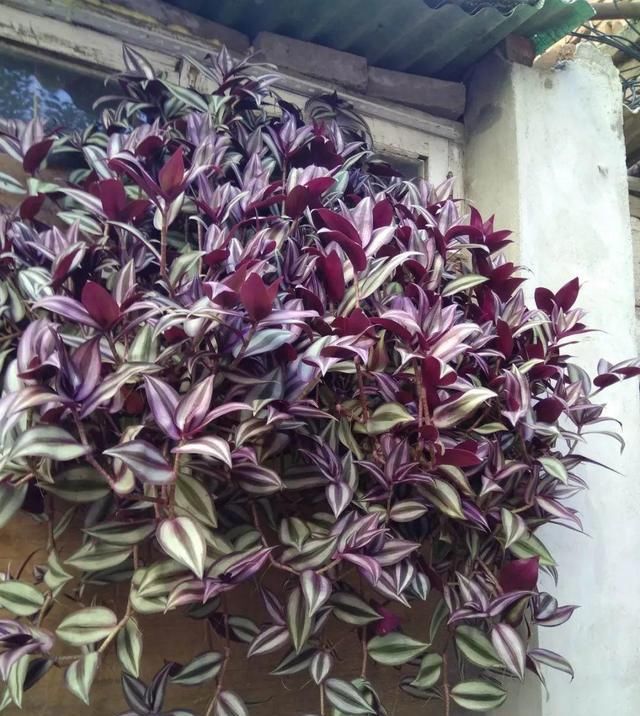  [窜成]18种花，挂窗台窜成绿窗帘，天热了遮阴真凉快！