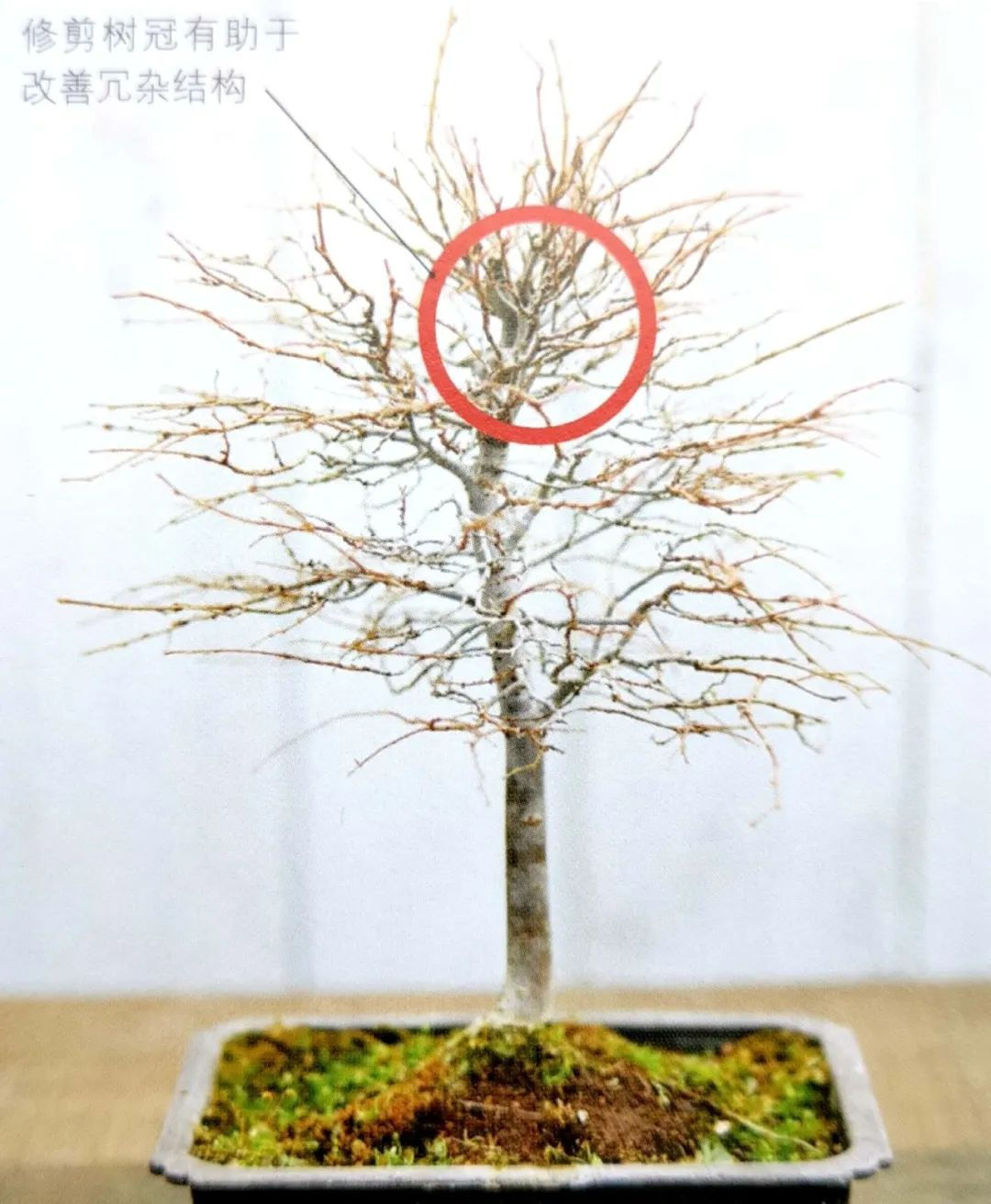 「新盆」挑选新盆移除旧土,经过修剪移栽,成就一棵“棒棒糖”榉树盆景!