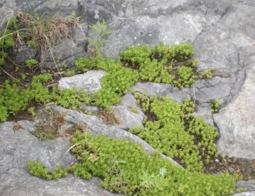  「值钱」山坡上，有2种多肉植物像“杂草”，挖2棵种在花盆里，变值钱！