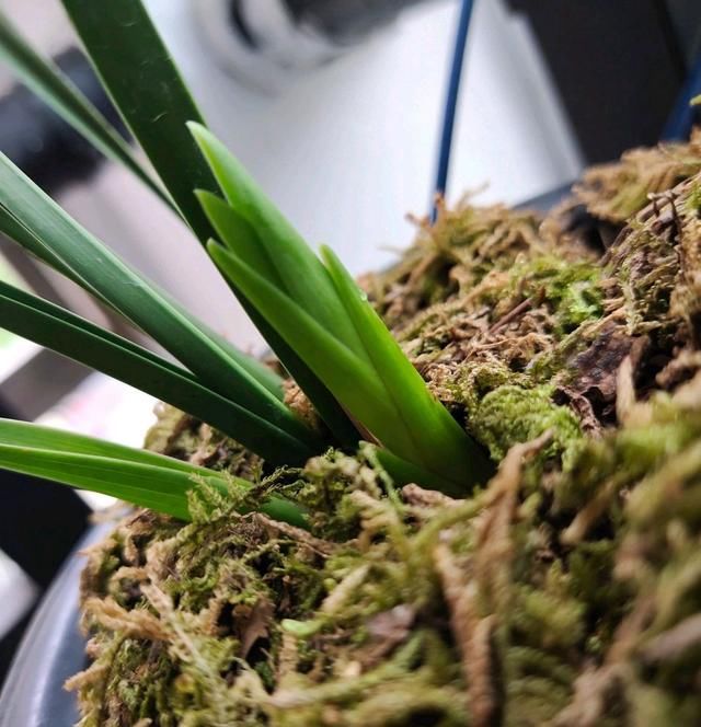 #新芽#春天上盆的建兰来新芽,水苔不该任性用,小心好事变坏事