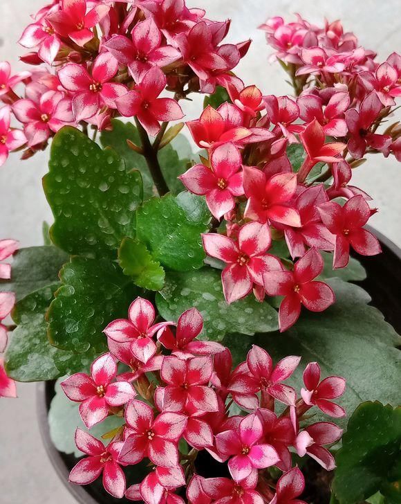  长寿花：室内养护这5种绿植，能开花净化空气，花期长，养花必备之选