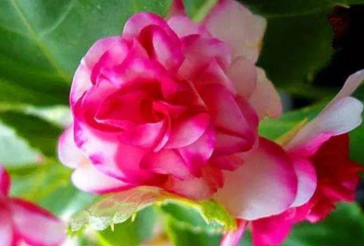  『爱爆』几种花寓意吉祥，好养开花美，沾土就活，特爱爆盆，谁养谁喜欢！