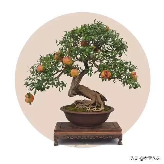  「成寸」盆景百态，缩地成寸