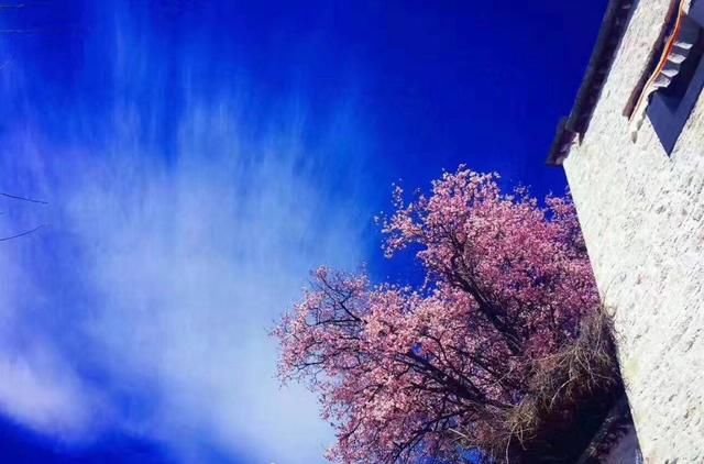 美过婺源！国内最适合全家游自驾赏花地，不收门票，美的鲜为人知