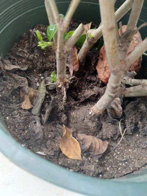  「软肋」栀子花“黄叶”毛病多？避开2个软肋，随随便便养活，绿叶满盆花