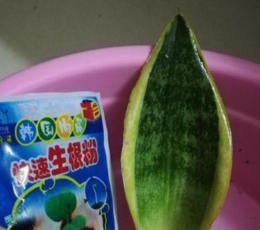 『盆能』掰点虎皮兰叶片,咔咔剪2刀,丢土里就出根,1盆能变100盆