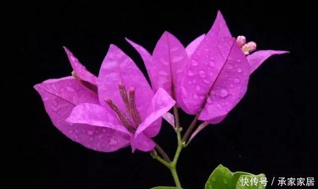 养护方法|花香淡雅花型好看,养花就选这三种,好打理易开花!
