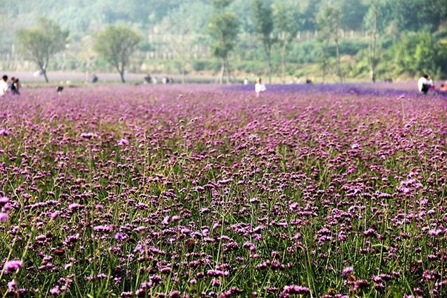  「鲜花」比种1亩粮食收入高3-5倍，看着鲜花就能赚钱，你们村可