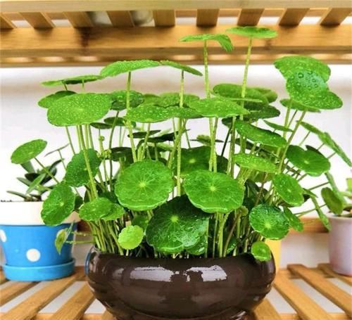  #适合#适合水培的4种“花”，叶片绿油油，好养又耐看，室内值得养一盆