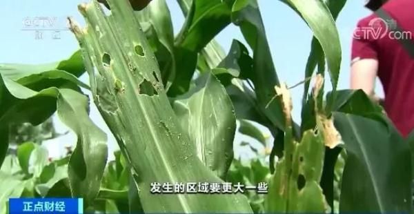  [农业农村部]紧急行动！沙漠蝗入侵云南，还有更严重的“幺蛾子”！