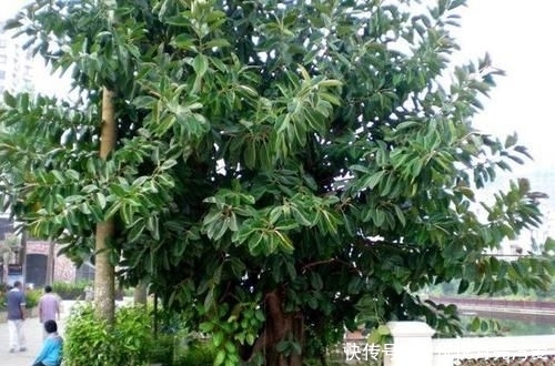  【道路】丢了一棵橡皮树，3年长疯了，横竖8米宽，霸占了道路惹人怨