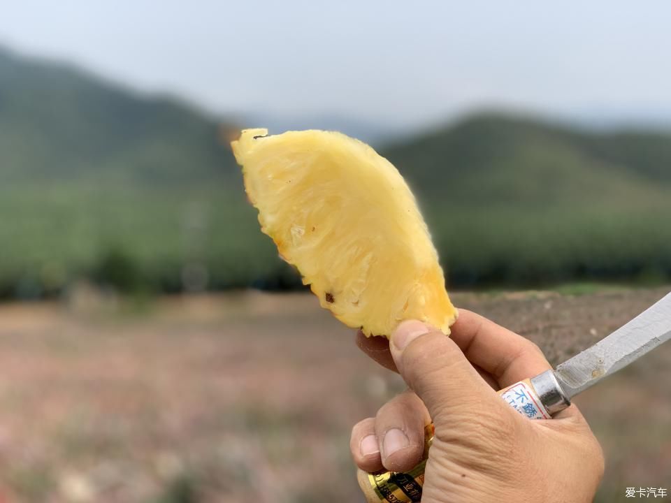  菠萝■2020年，劳作在海南的菠萝地海
