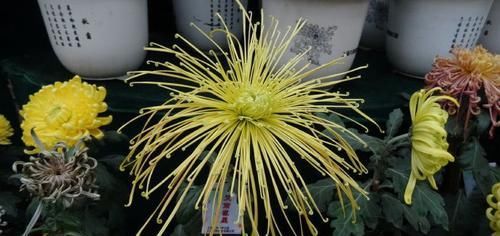  『流星』喜欢玫瑰，不如养盆“珍品名菊”天南流星，似流星四射，绚丽多彩