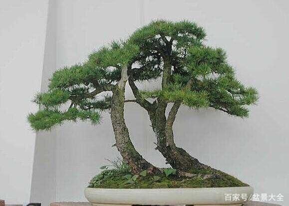  树冠：这种盆景在西藏常见，宏伟壮观，这便是雪松盆景！