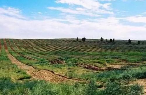  已成■全球首个被人“干掉”的沙漠，如今已成塞上绿洲，中国骄