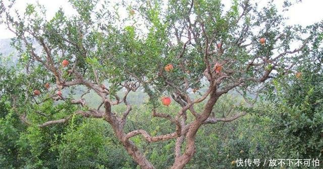  旺宅@农村房前不能乱种树，明白人种这3种，可以“旺宅”，你种