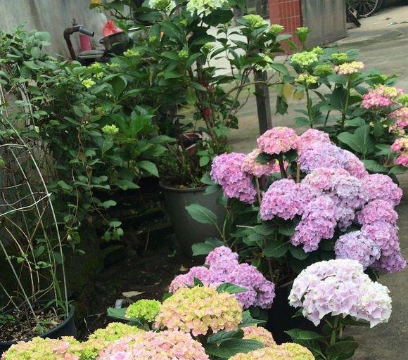 闲时■这些便宜花,最适合阳台养,一年开花200天,闲时天天观花园