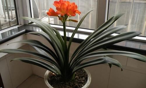  『变得越来越富贵』富人除了“三种”花，啥花都可以不养，怪不得越来越“富贵”！