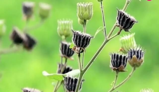  【果实】这种野草在农村经常见到，果实像磨盘，不料价值珍贵很