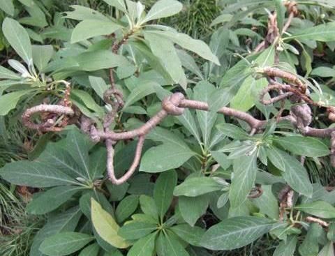 柔毛:结香花,别名梦花树,花多数,黄色,芳香,成顶生头状花序
