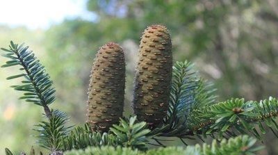  『野生植物』国家1级重点保护野生植物之百山祖冷杉